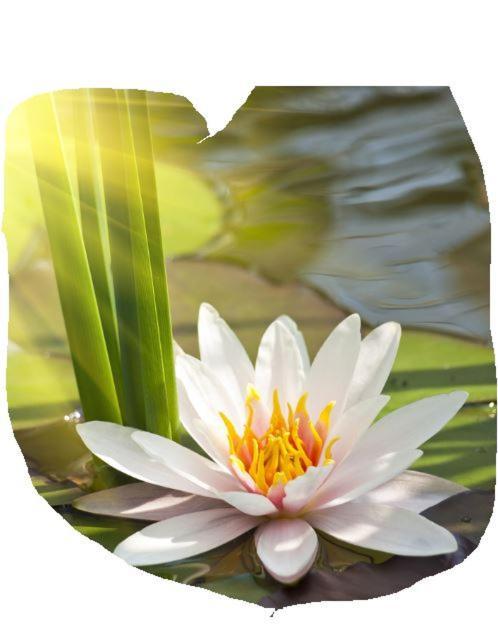 Lotus Flower Sant'Olcese Extérieur photo